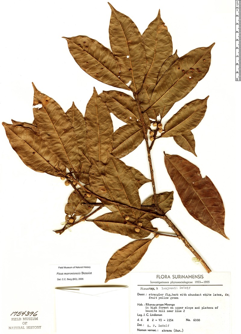 Ficus maroniensis photo 5