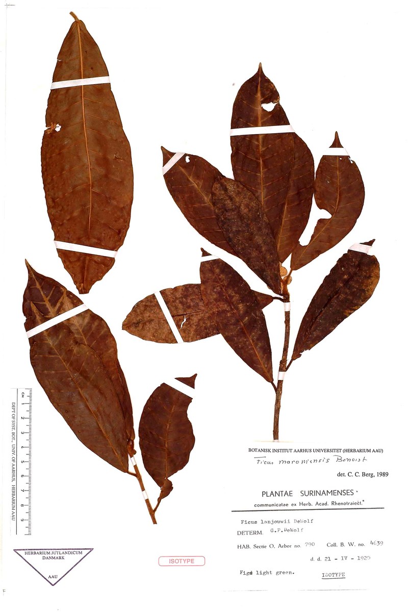 Ficus maroniensis photo 6