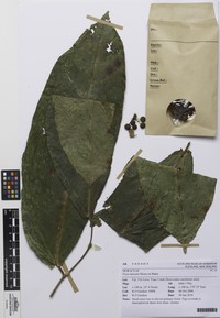 Ficus masonii