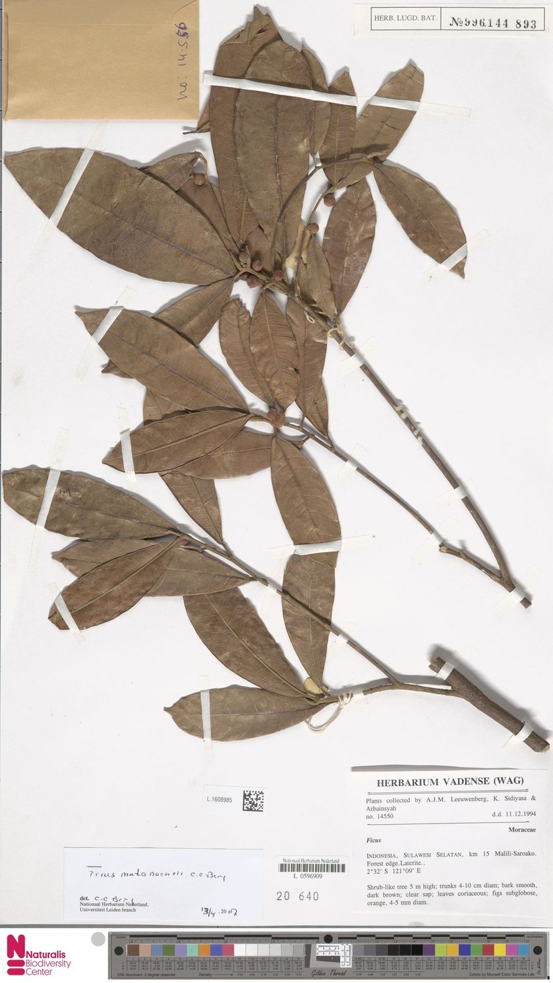 Ficus matanoensis