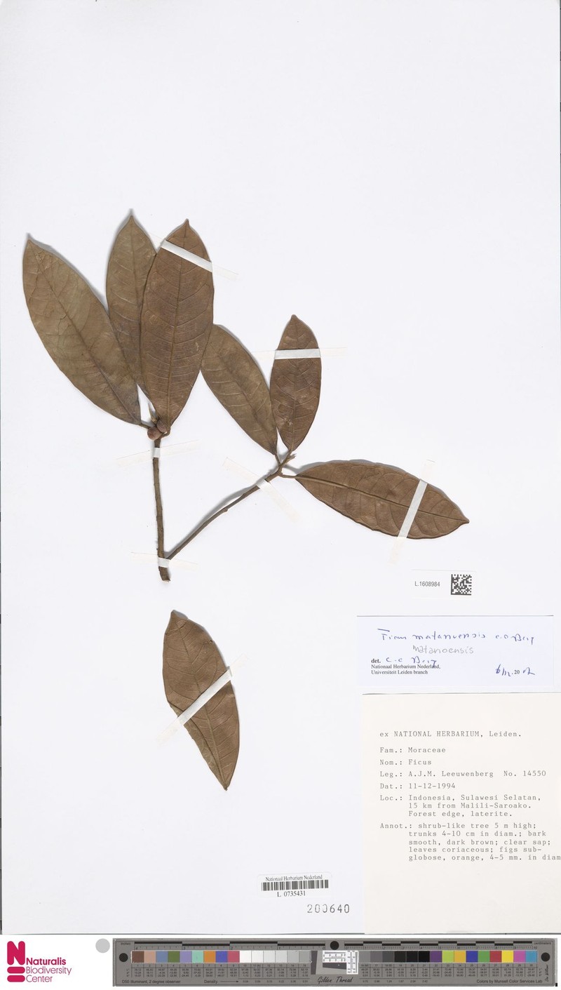 Ficus matanoensis photo 2