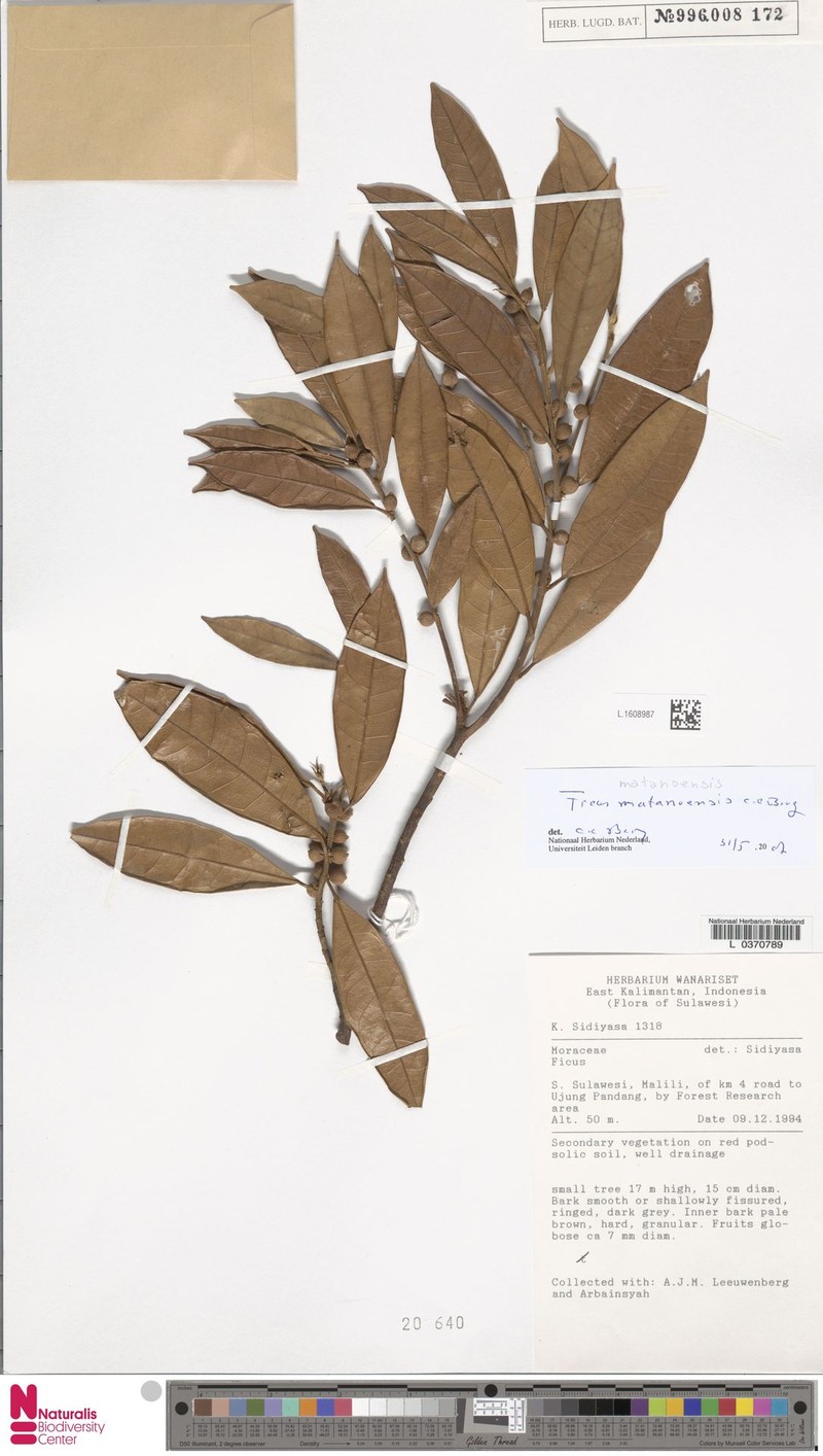 Ficus matanoensis photo 3