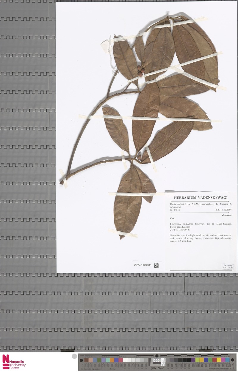 Ficus matanoensis photo 4