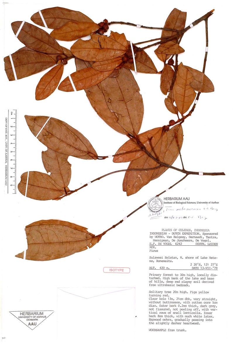 Ficus matanoensis photo 5