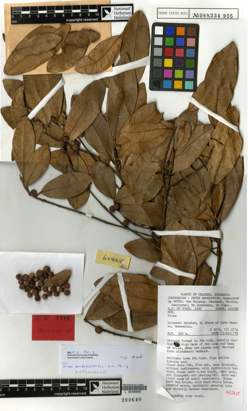 Ficus matanoensis photo 6