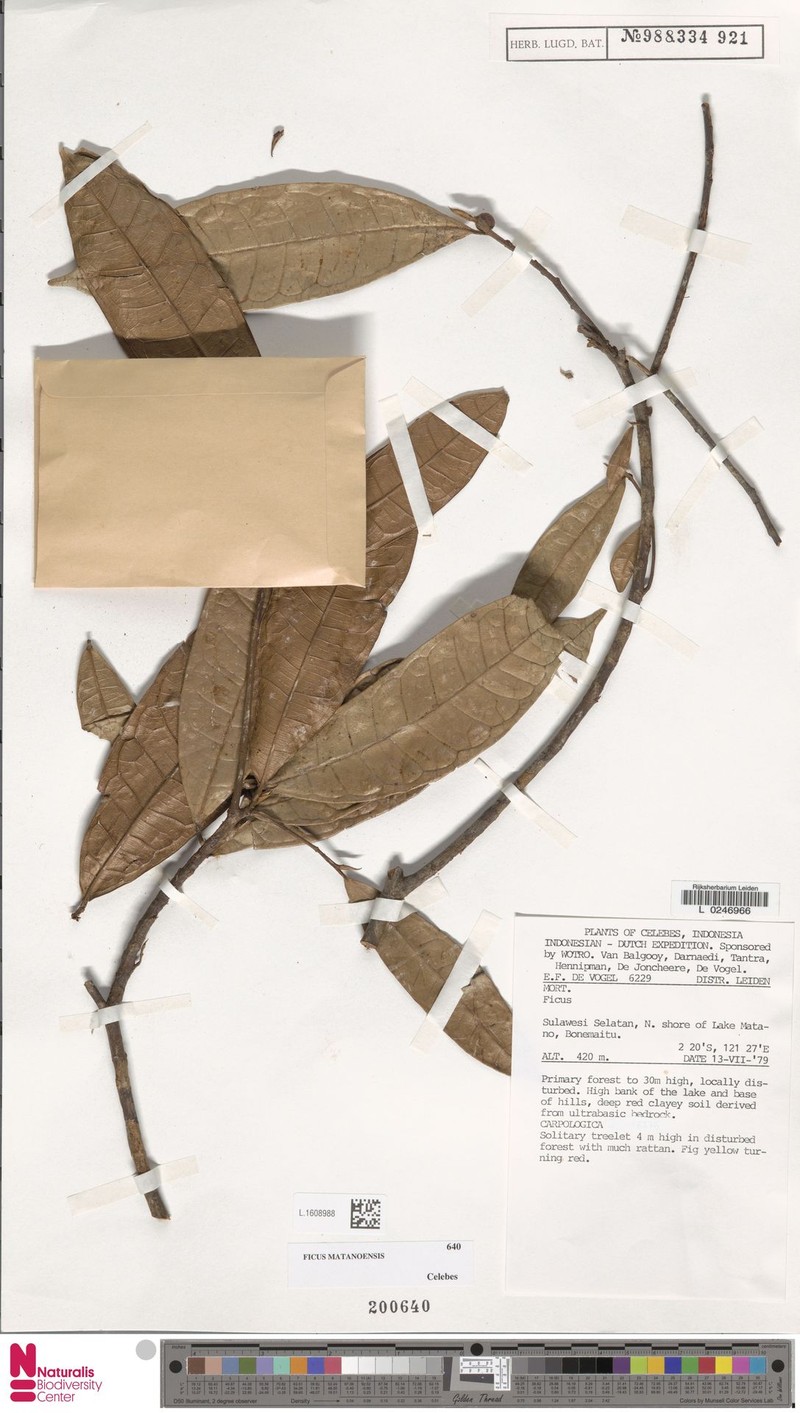 Ficus matanoensis photo 7