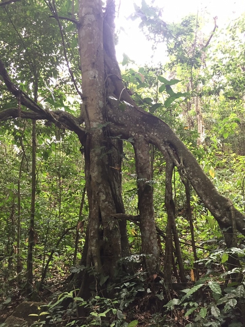 Ficus mathewsii photo 2
