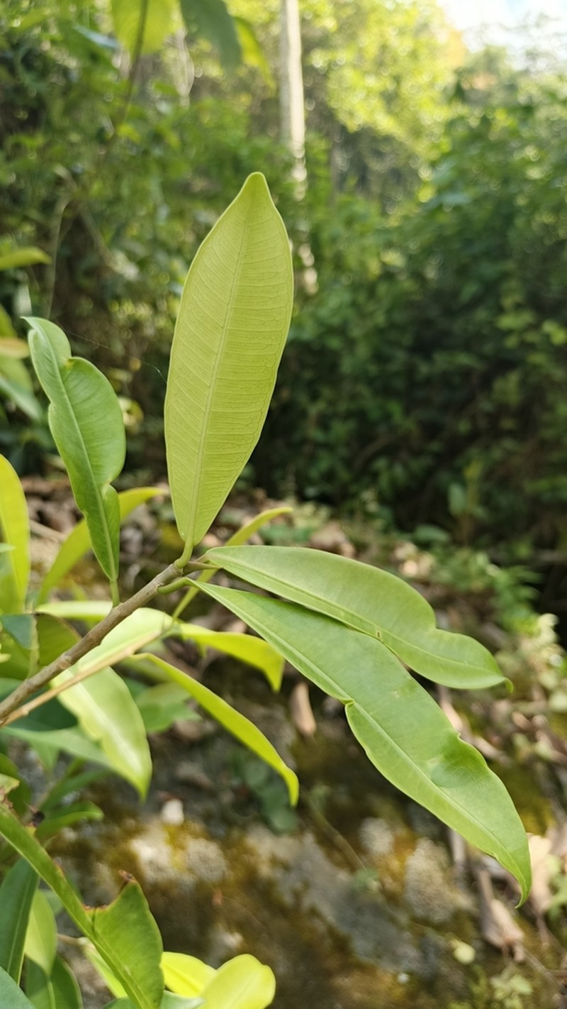Ficus mathewsii photo 3