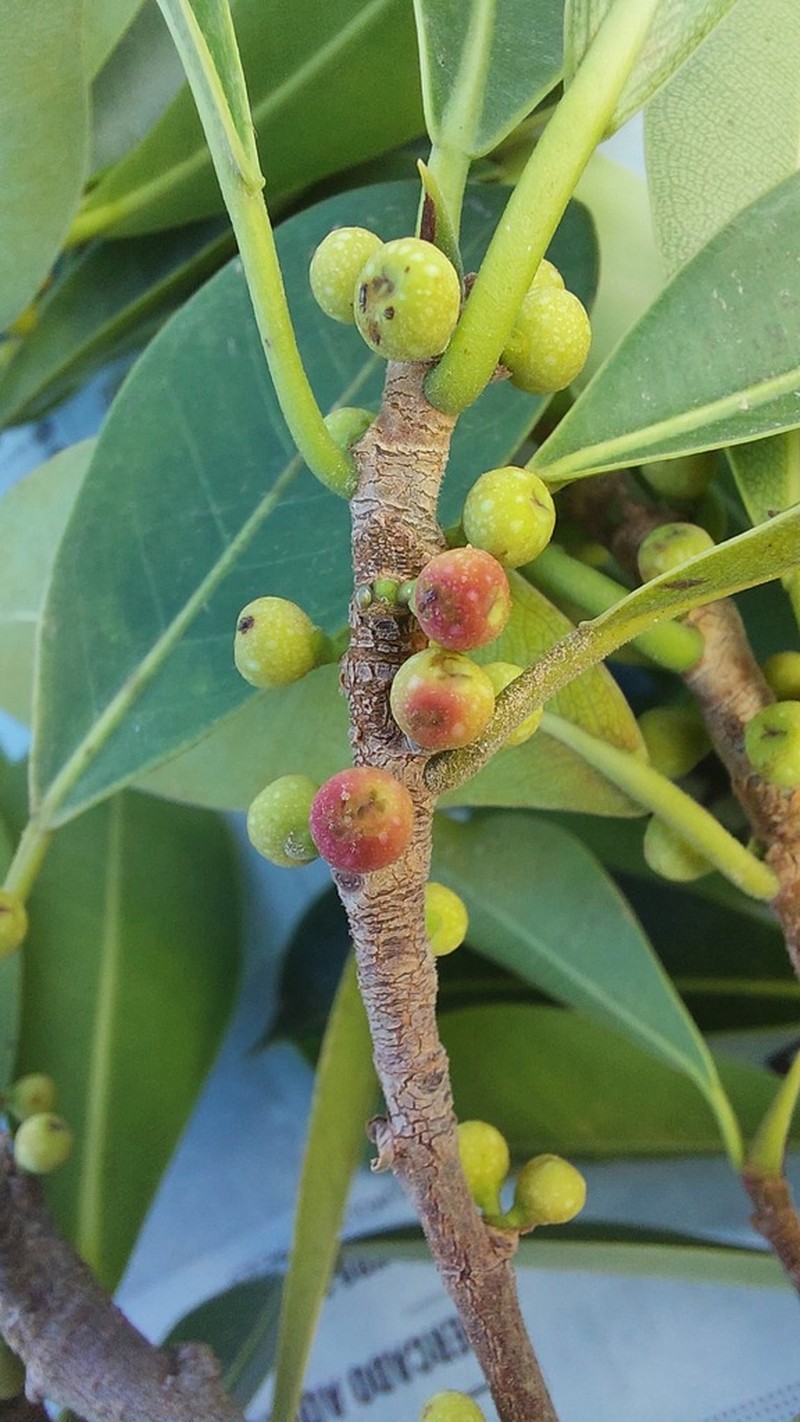 Ficus mathewsii photo 4