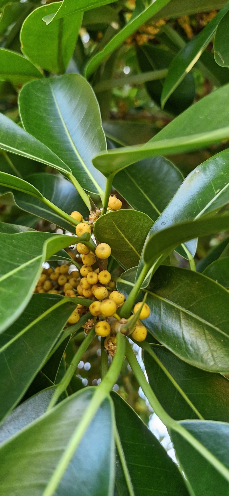 Ficus mathewsii photo 5