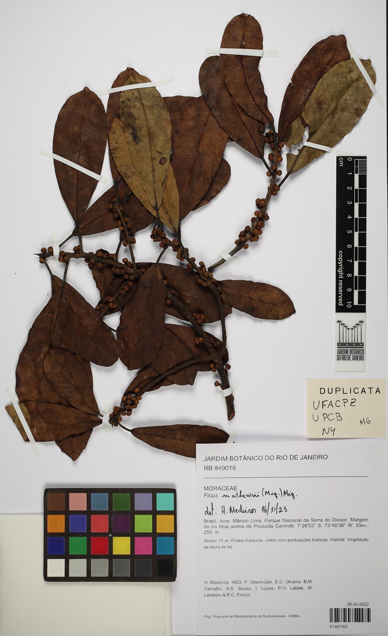Ficus mathewsii photo 7