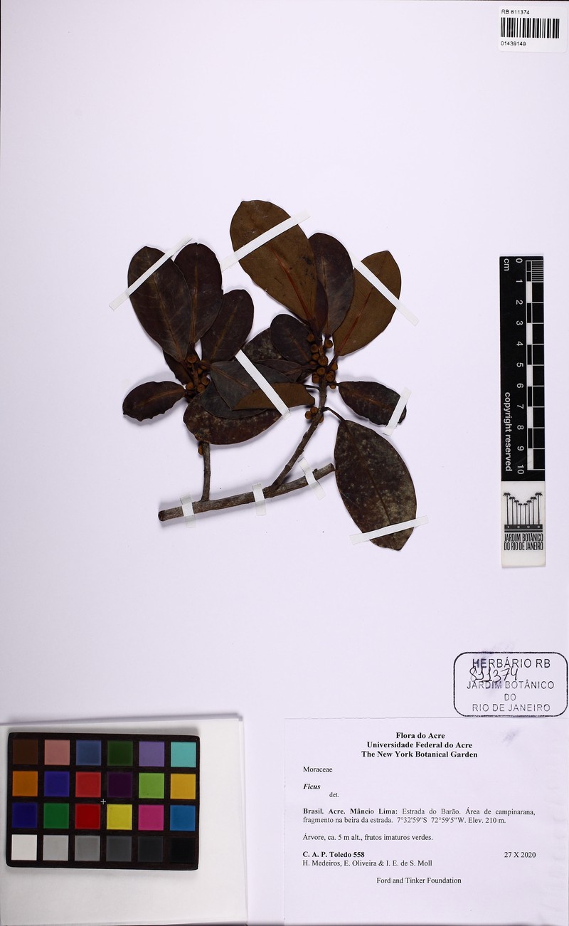Ficus mathewsii photo 8