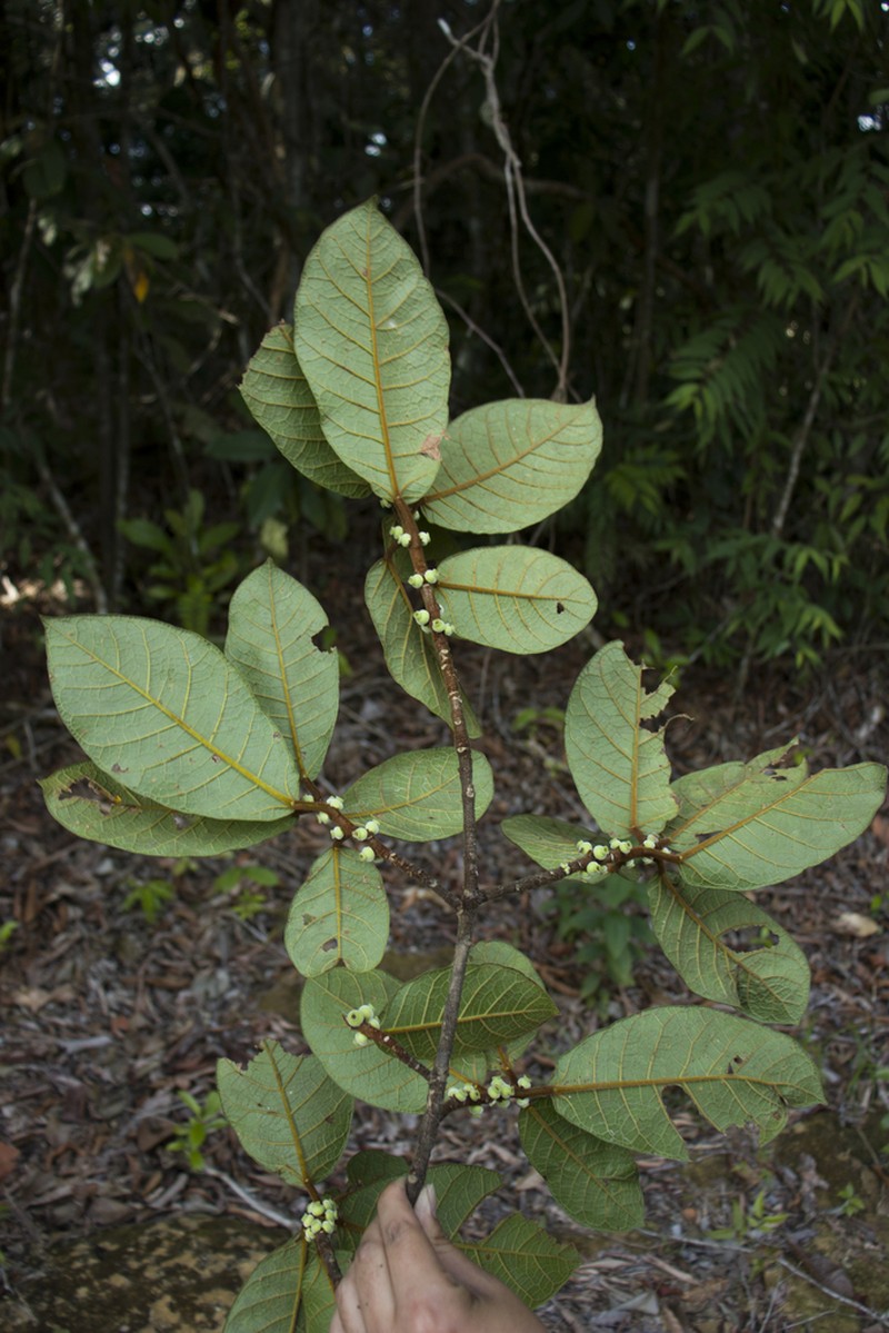 Ficus matiziana