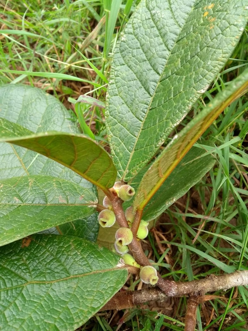Ficus matiziana photo 2