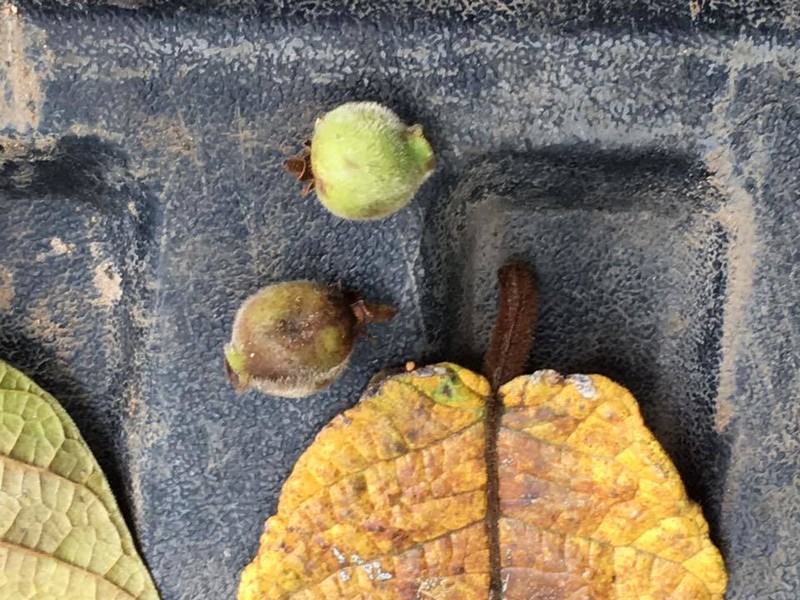 Ficus matiziana photo 3