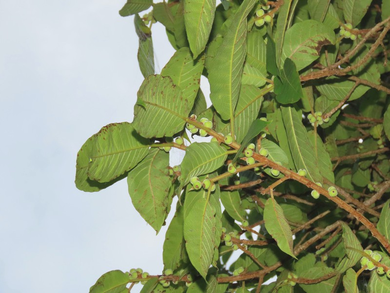Ficus matiziana photo 4