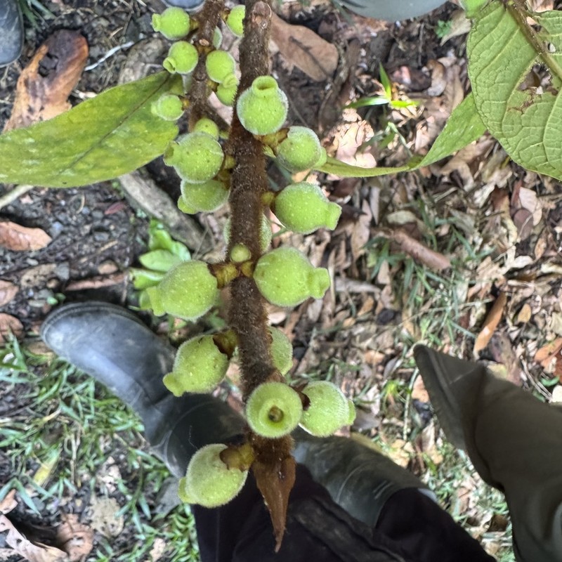 Ficus matiziana photo 5