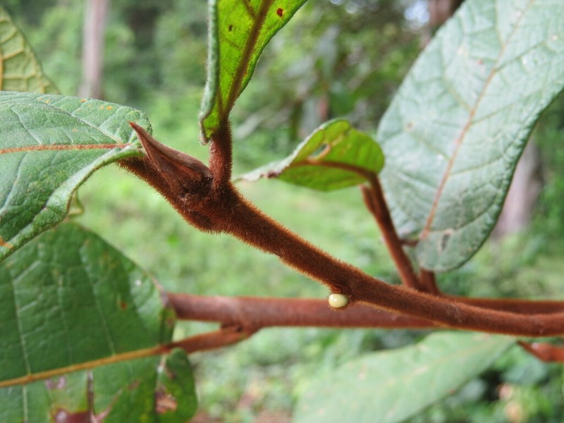 Ficus matiziana photo 6