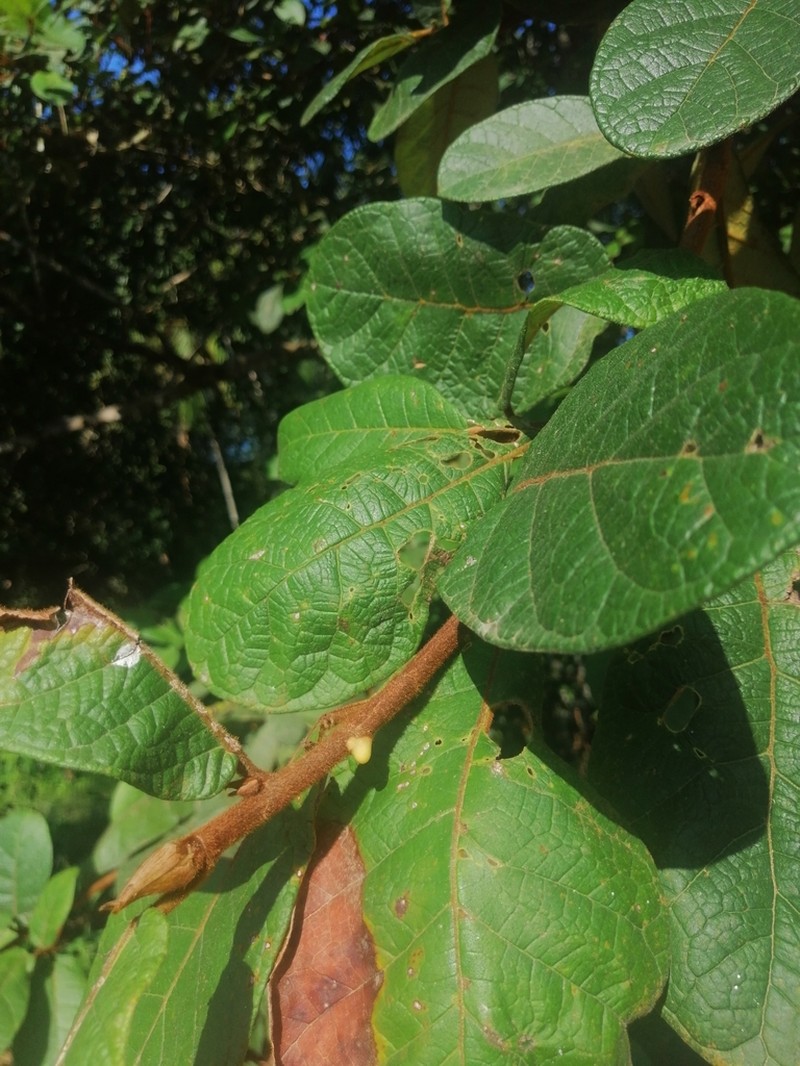Ficus matiziana photo 7