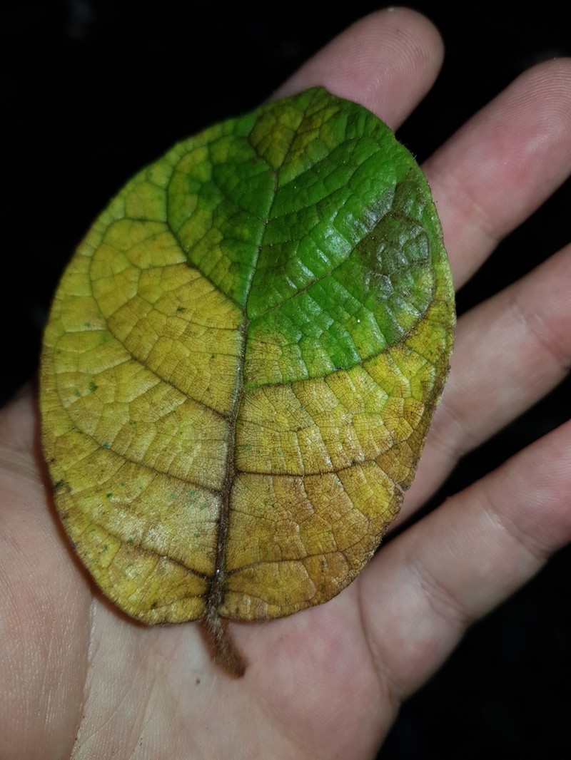 Ficus matiziana photo 8