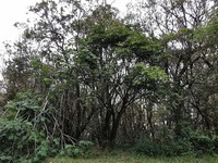 Ficus mauritiana