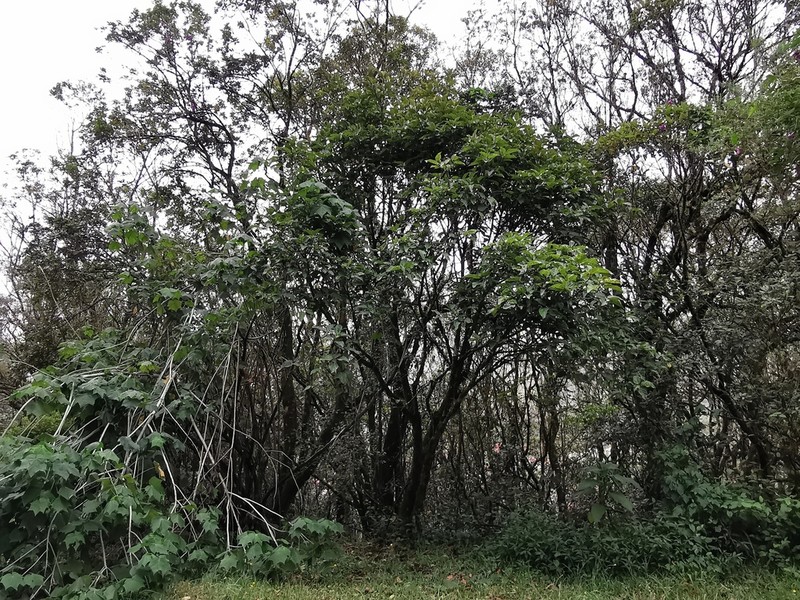 Ficus mauritiana