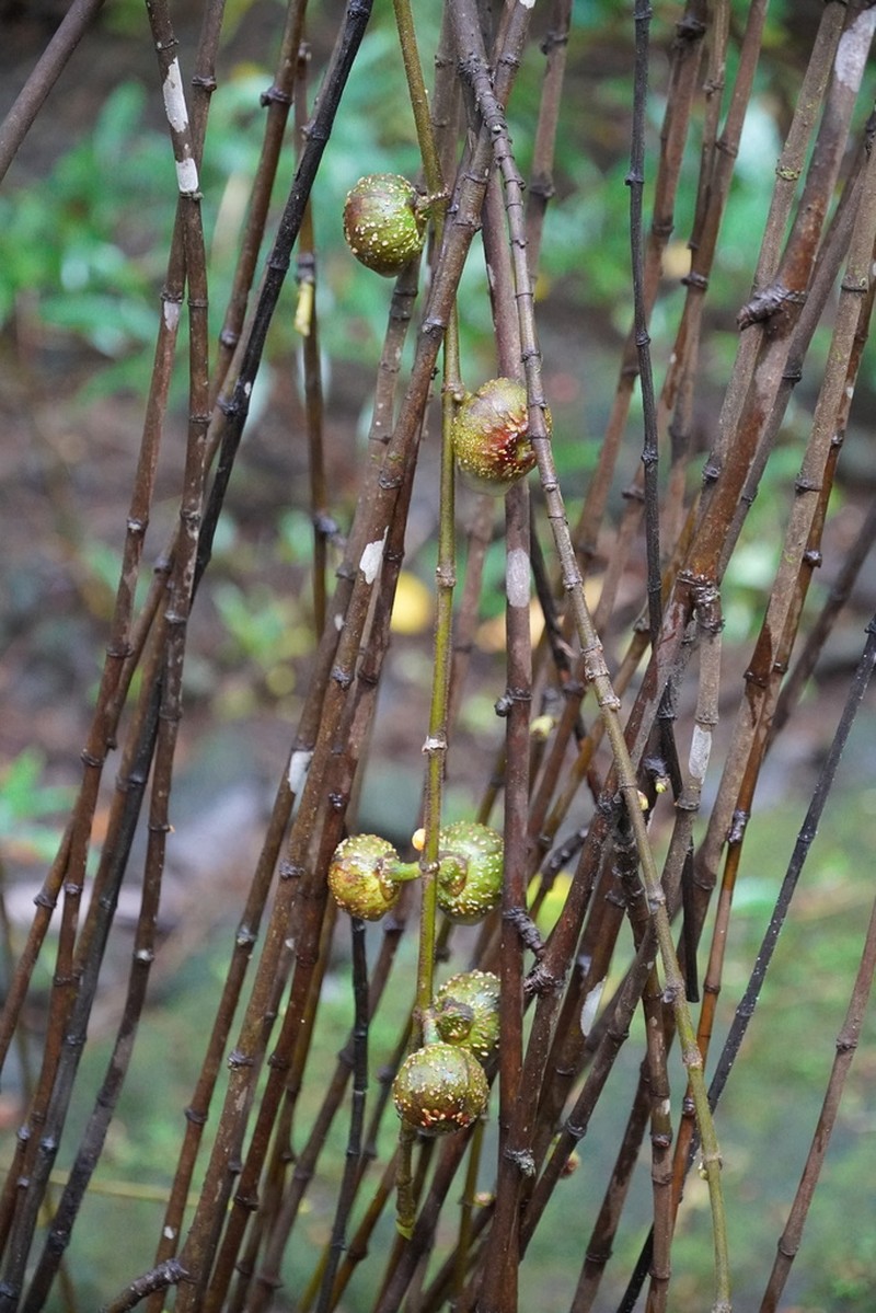 Ficus mauritiana photo 2