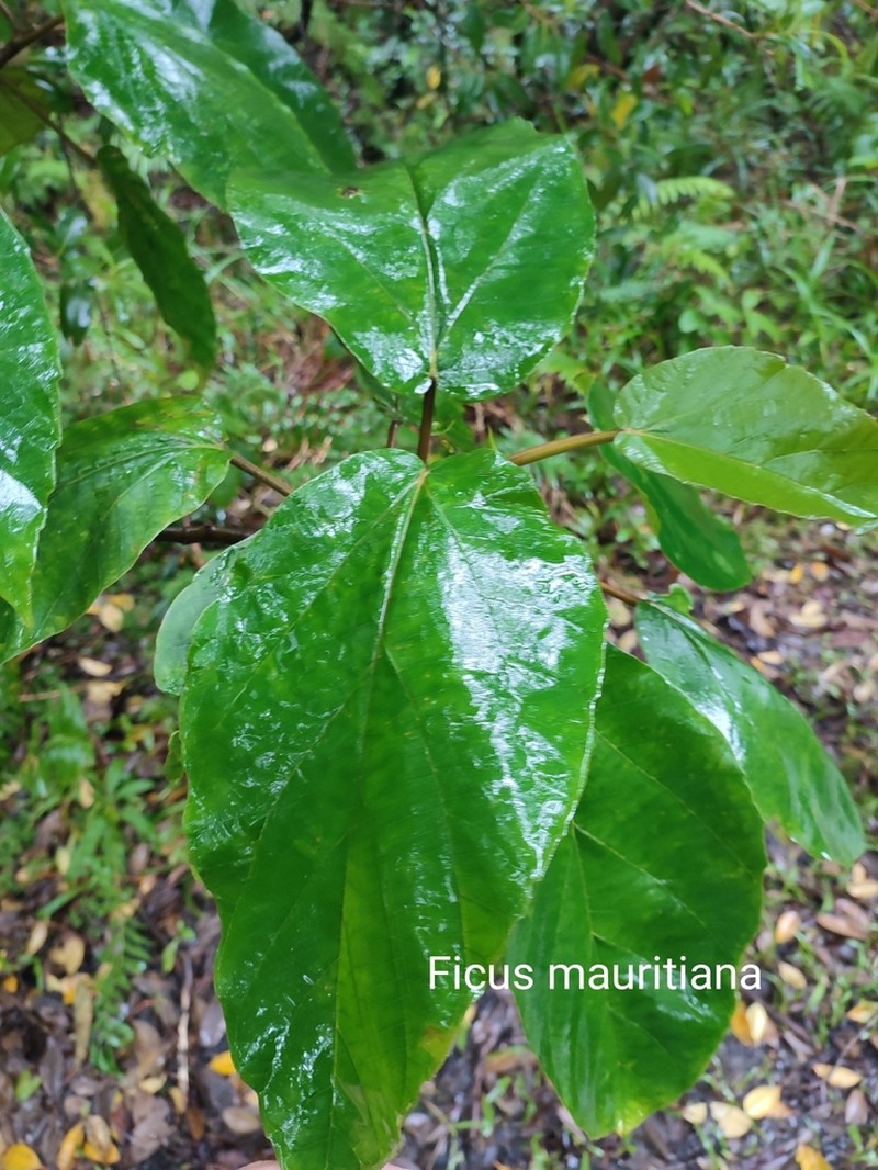 Ficus mauritiana photo 3