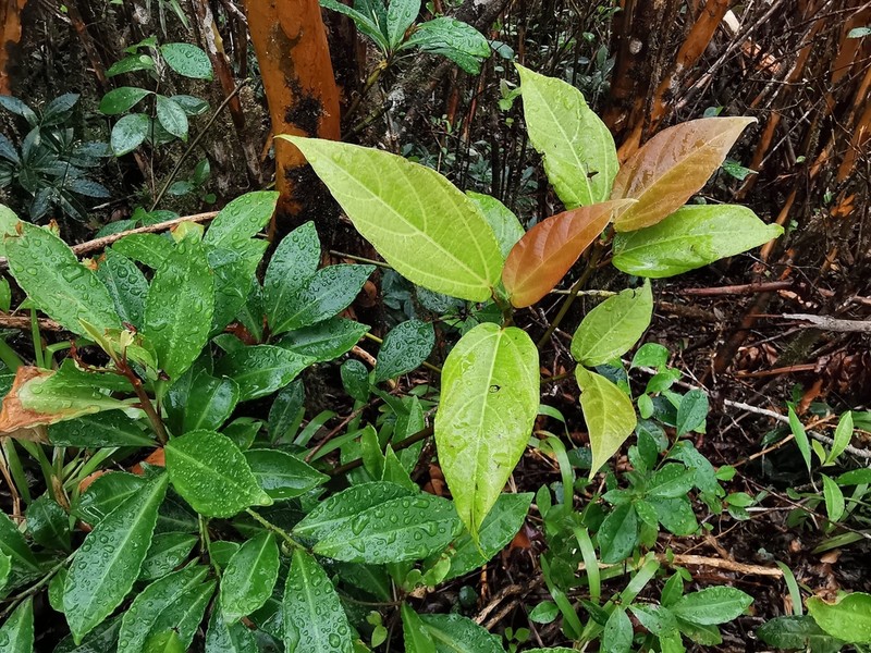Ficus mauritiana photo 4