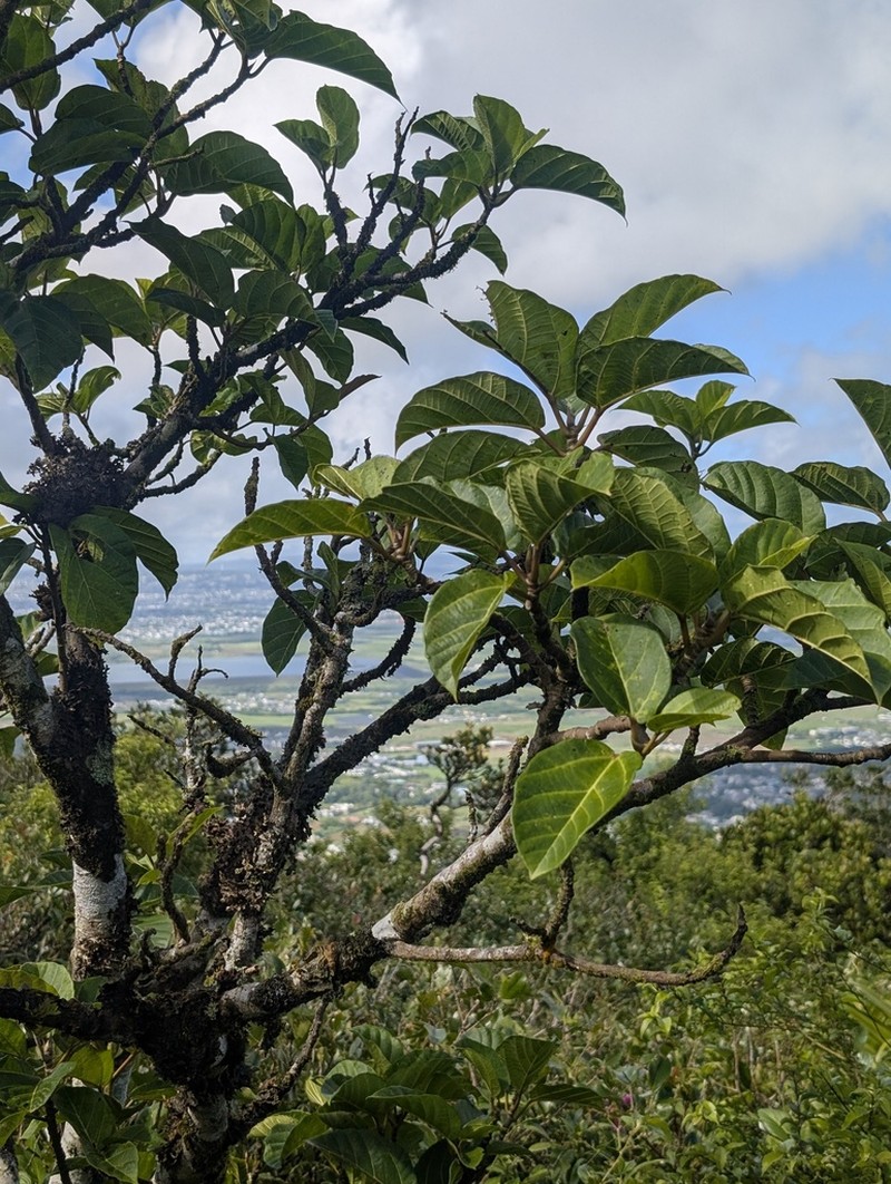 Ficus mauritiana photo 6