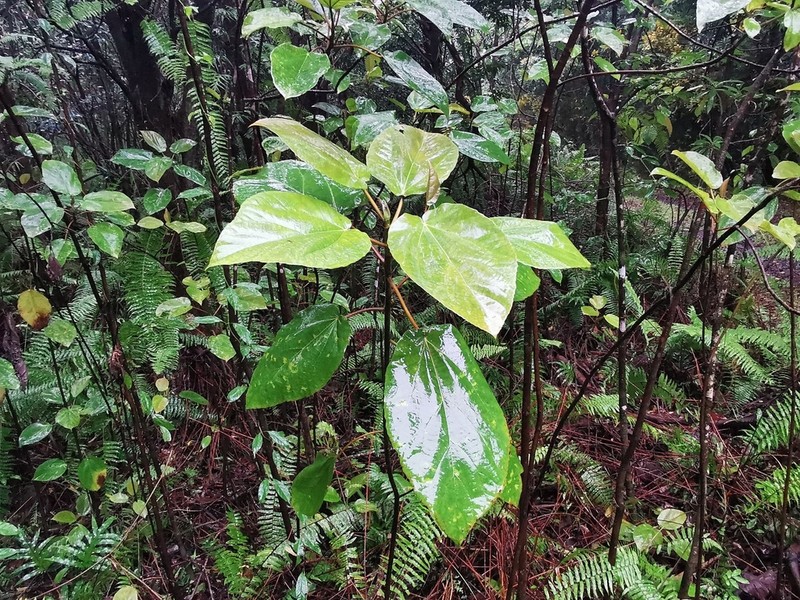 Ficus mauritiana photo 8