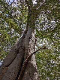 Ficus maxima