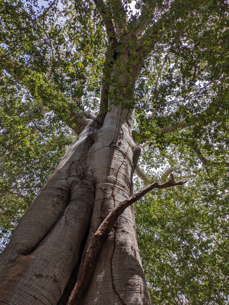 Ficus maxima