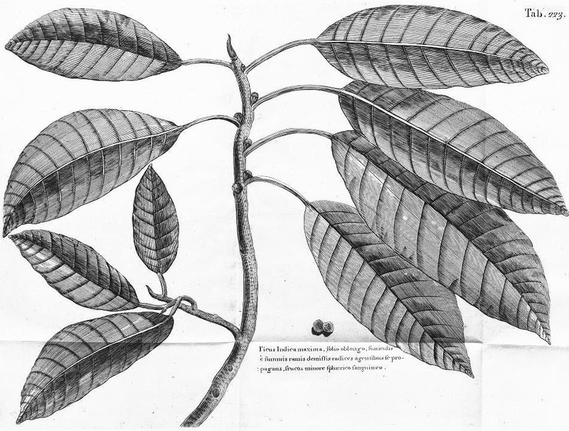 Ficus maxima photo 2