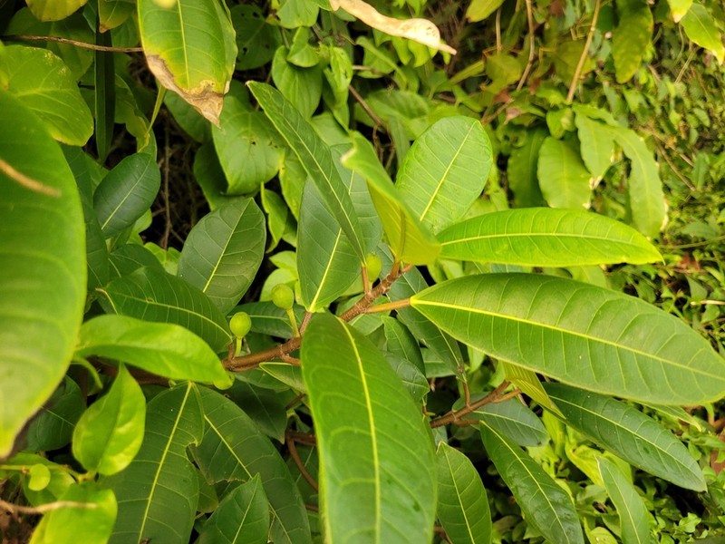Ficus maxima photo 3