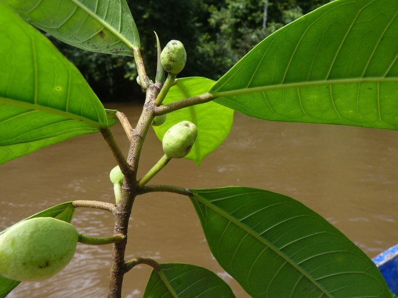 Ficus maxima photo 4