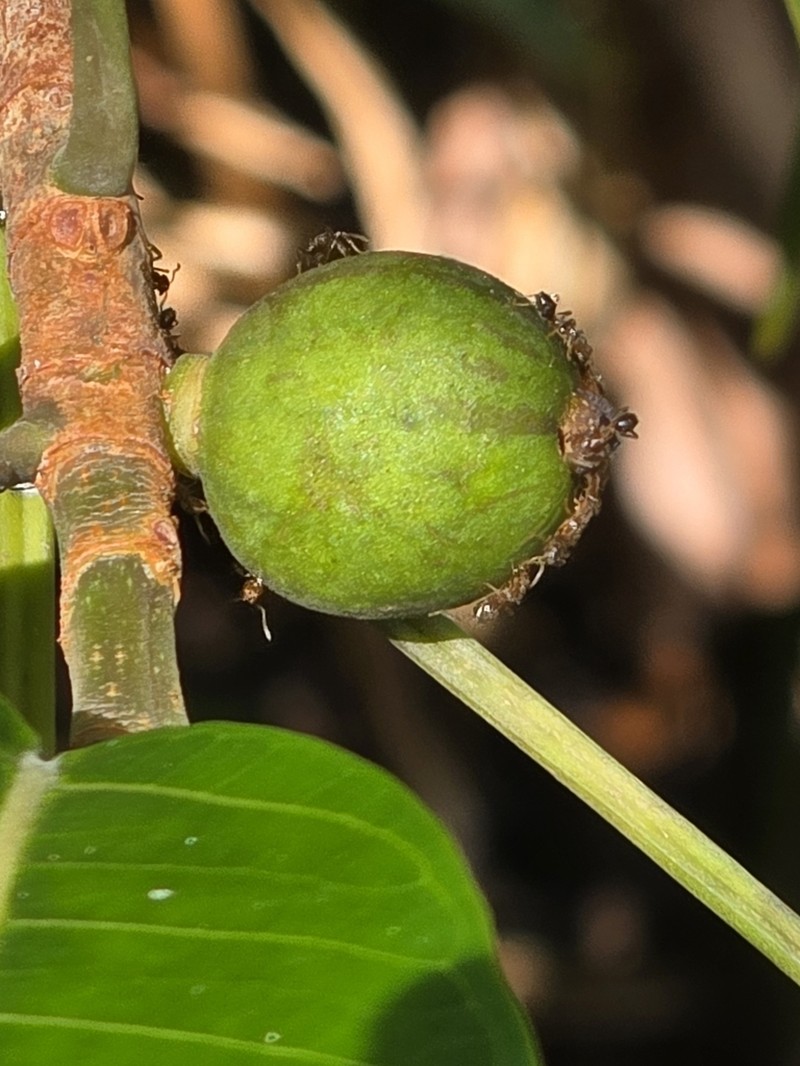 Ficus maxima photo 5