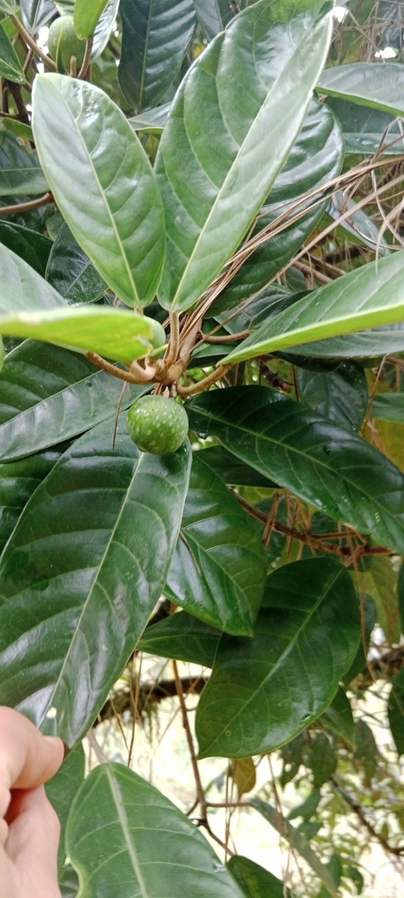 Ficus maxima photo 6