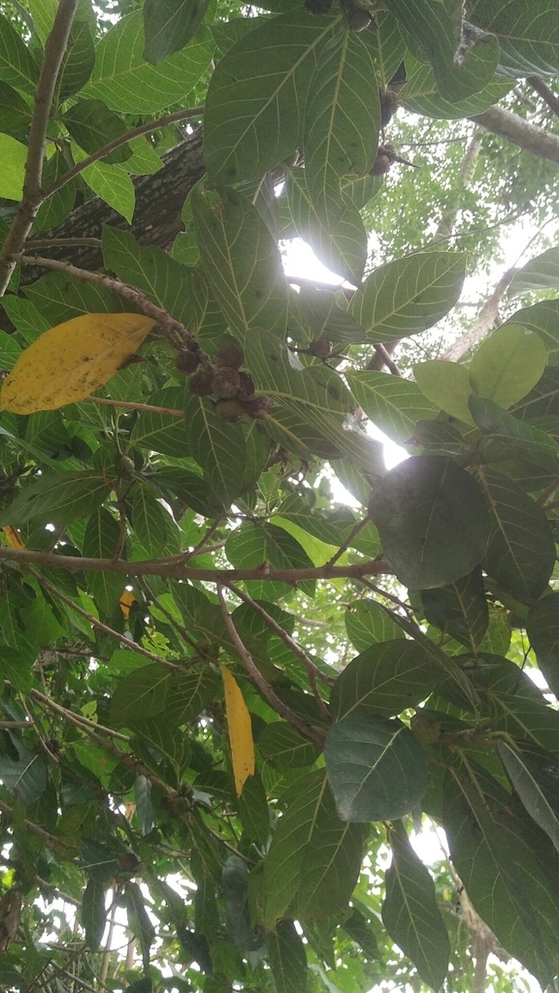 Ficus maxima photo 7