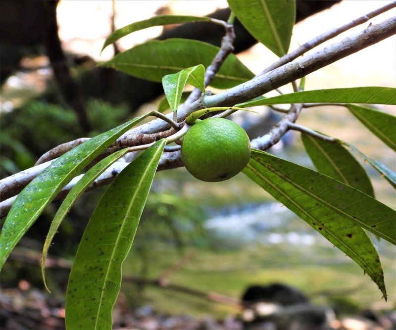 Ficus maximoides