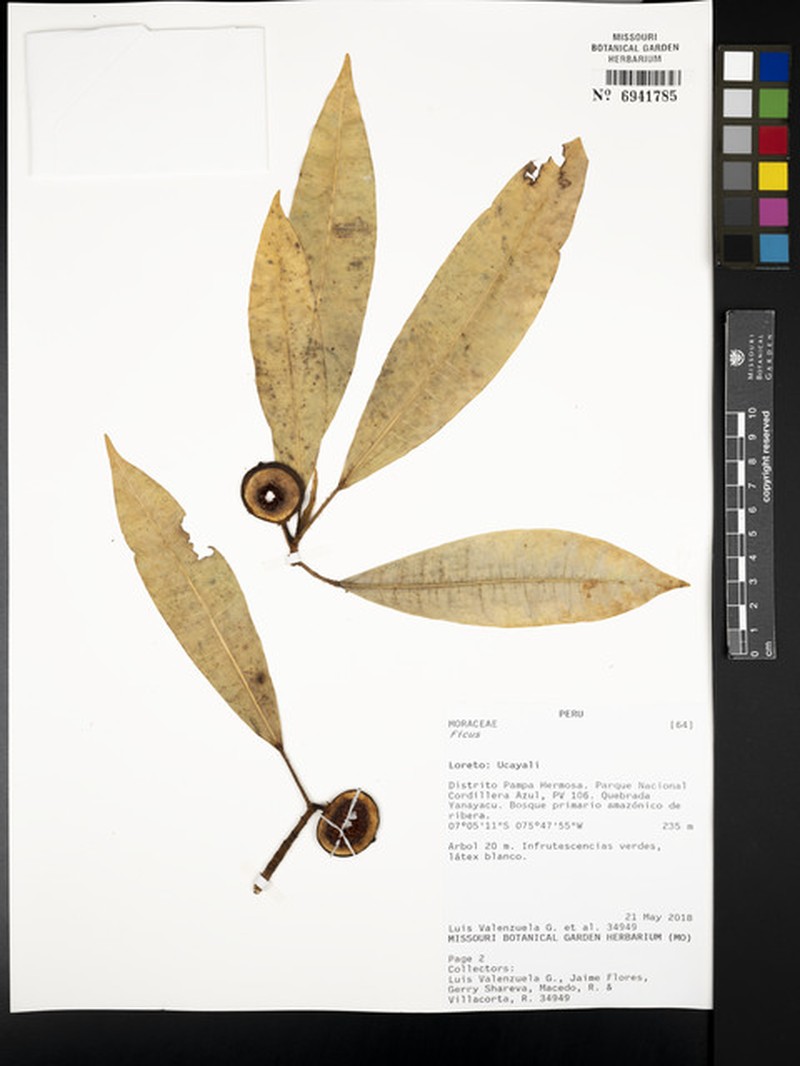 Ficus maximoides photo 2