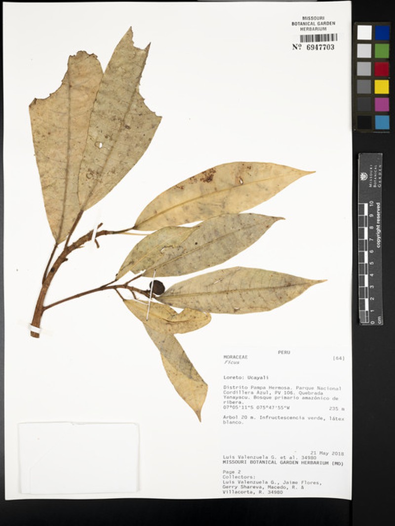 Ficus maximoides photo 4