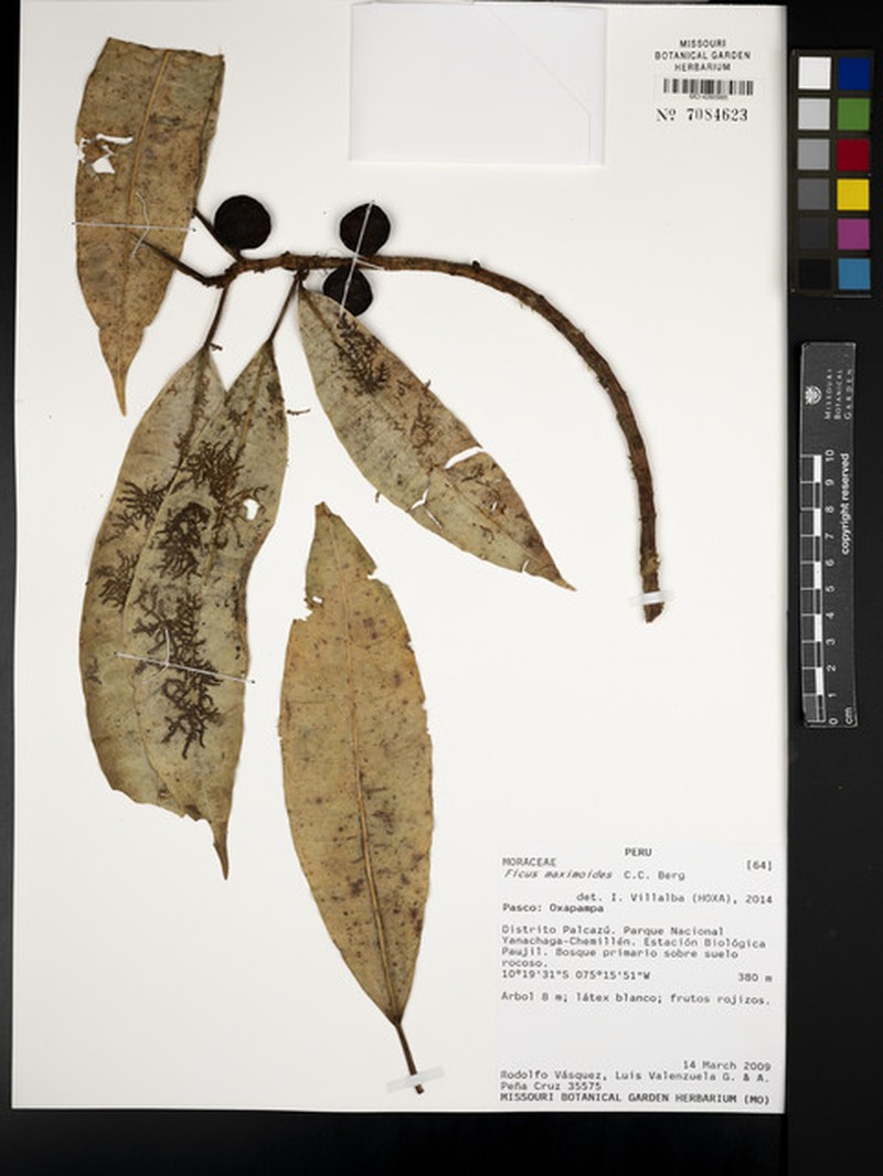 Ficus maximoides photo 5