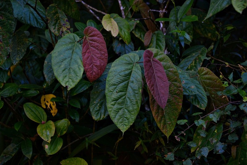 Ficus megaleia