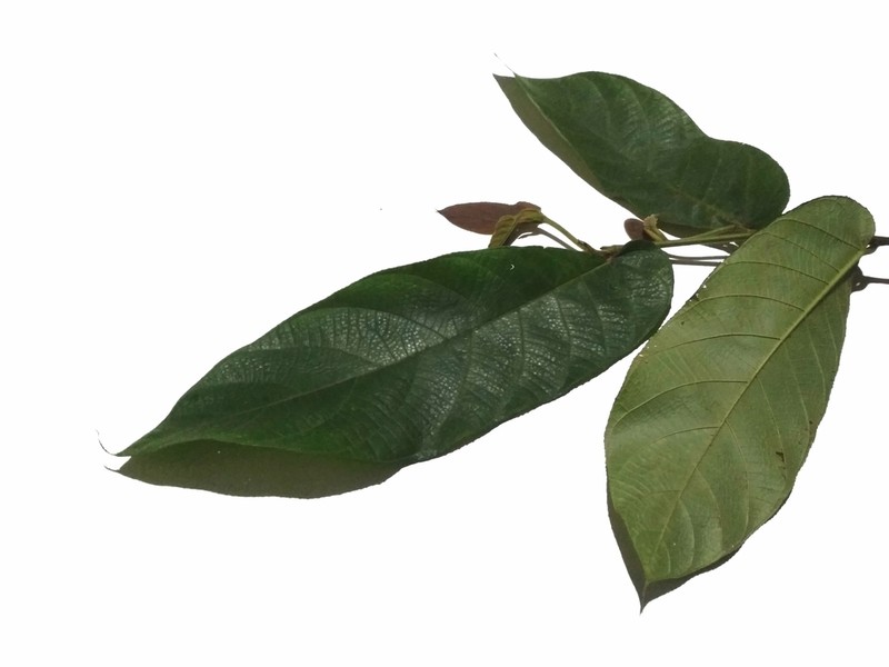 Ficus megaleia photo 3