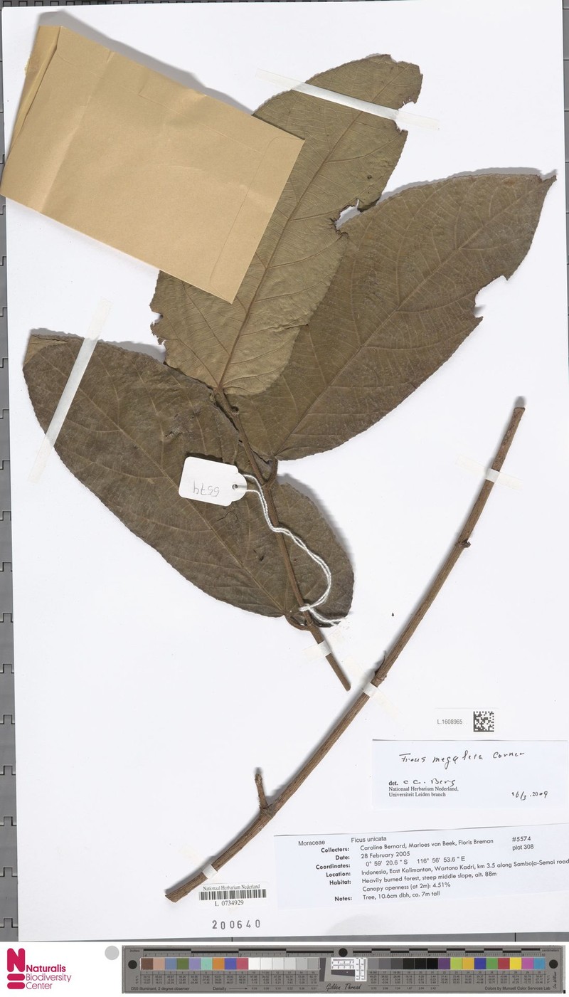 Ficus megaleia photo 5