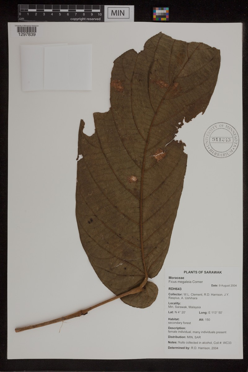 Ficus megaleia photo 6