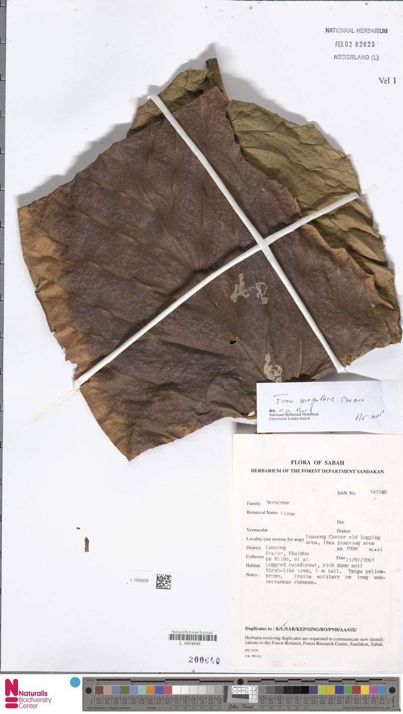 Ficus megaleia photo 7