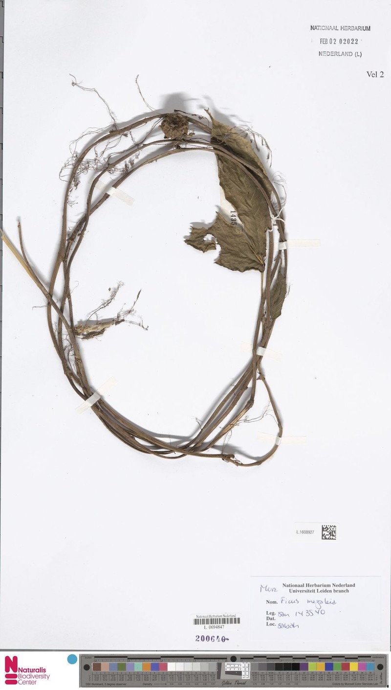 Ficus megaleia photo 8