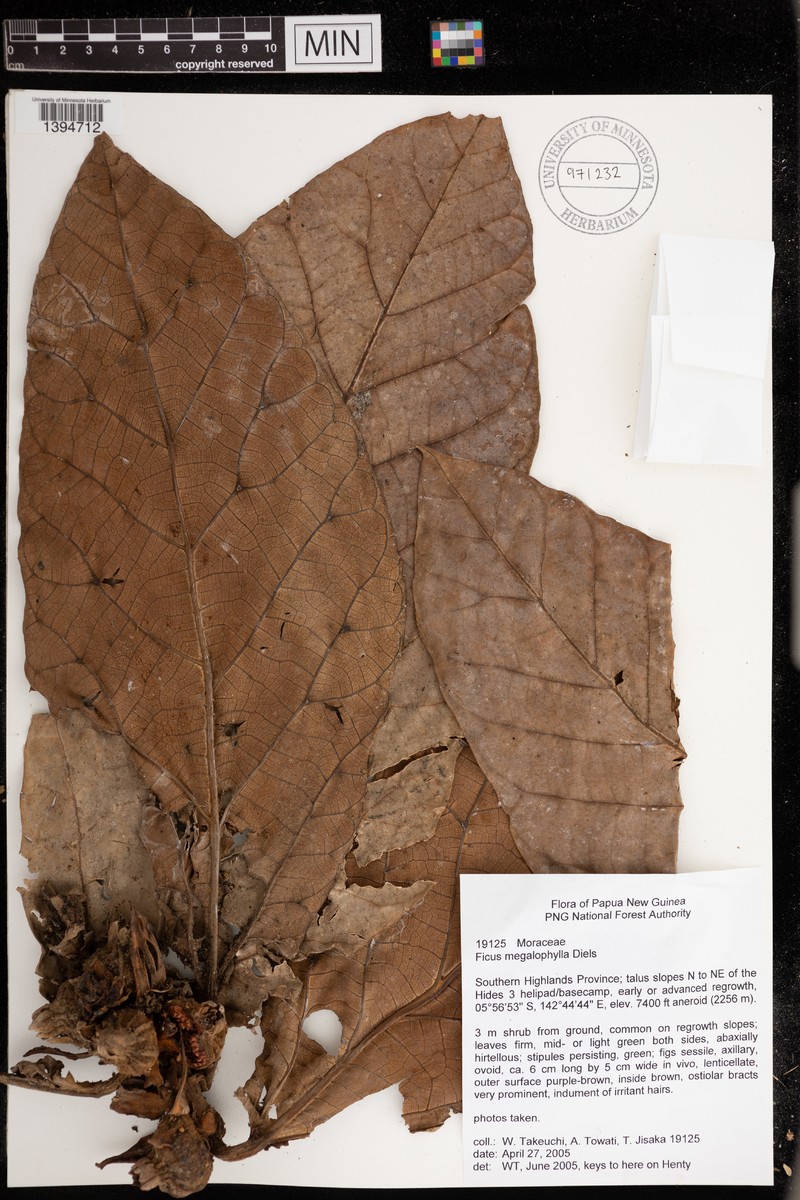 Ficus megalophylla